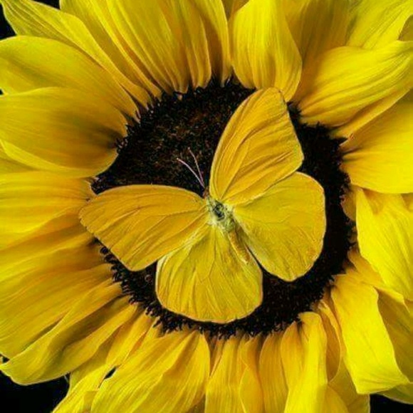 Meet your Posher, Corina - Picture 1 of 1